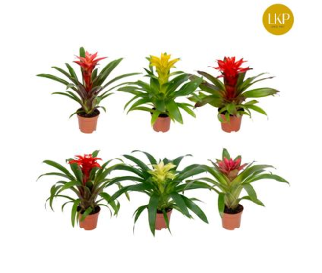 GUZMANIA VARIES