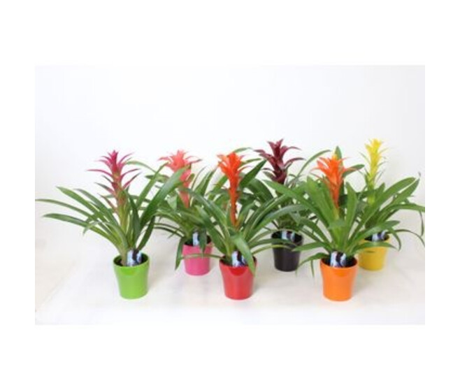 GUZMANIA VARIES CERAM