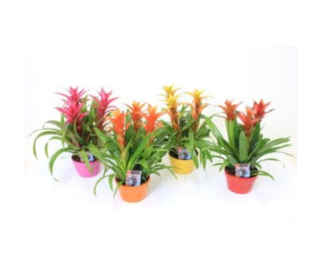 GUZMANIA VARIES CERAM