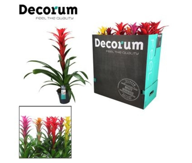 GUZMANIA VARIES