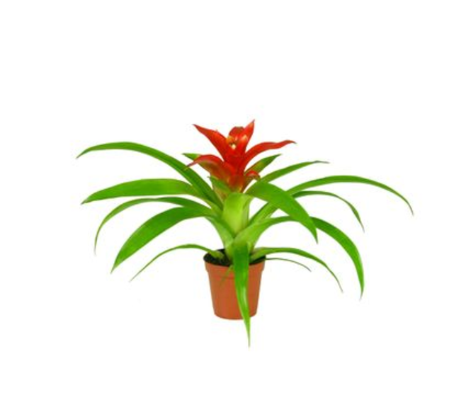 GUZMANIA ROUGE