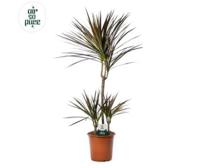 DRACAENA MAGENTA 45-15-10