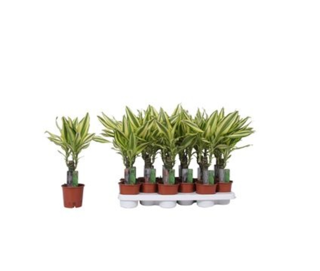 DRACAENA YELLOW COAST