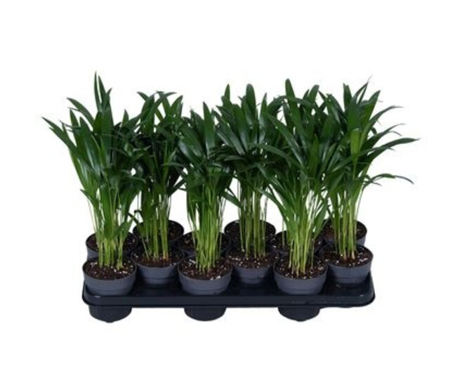ARECA CHRYSALIDOCARPUS