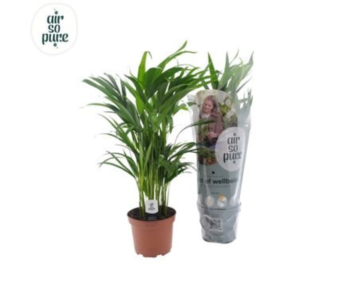 ARECA CHRYSALIDOCARPUS