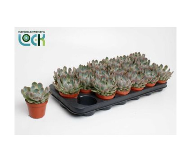 ECHEVERIA