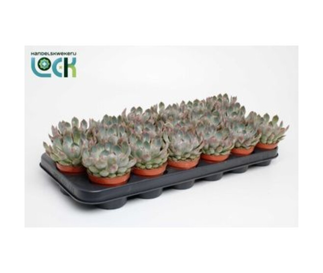 ECHEVERIA