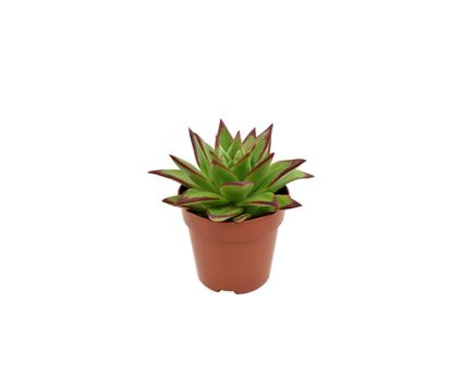 ECHEVERIA EBONY