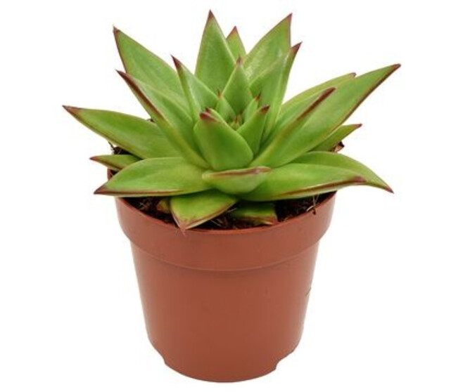 ECHEVERIA EBONY