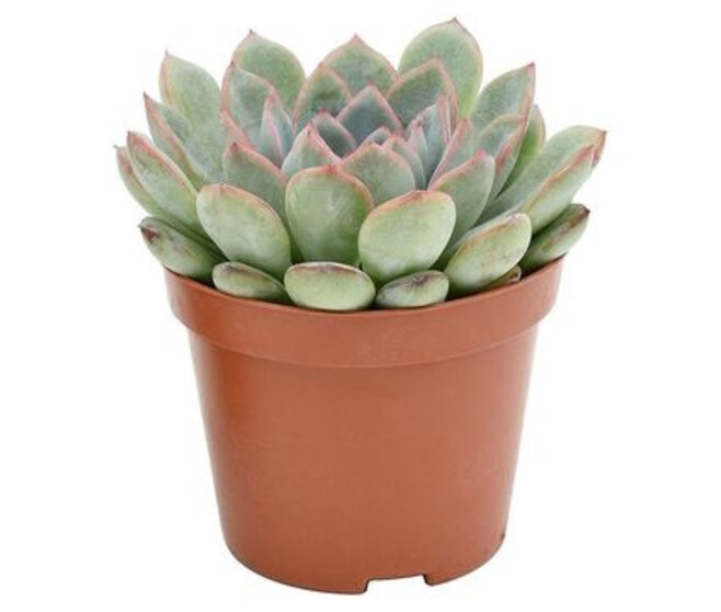 ECHEVERIA AURORA