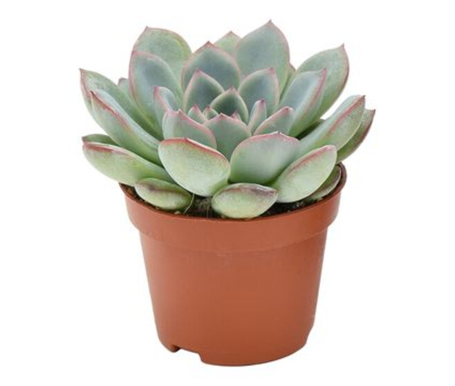 ECHEVERIA AURORA