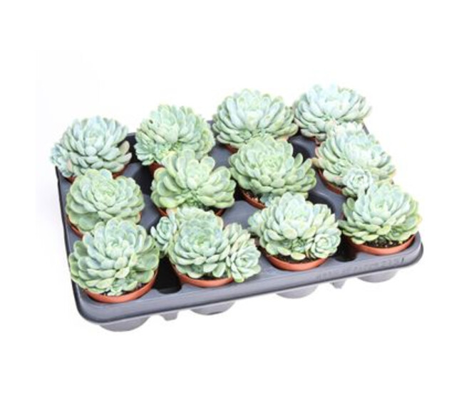 ECHEVERIA ELEGANS