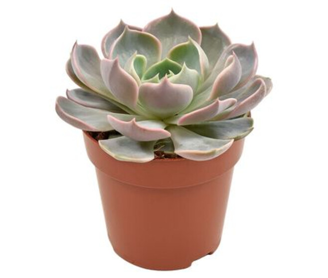 ECHEVERIA LOTUS