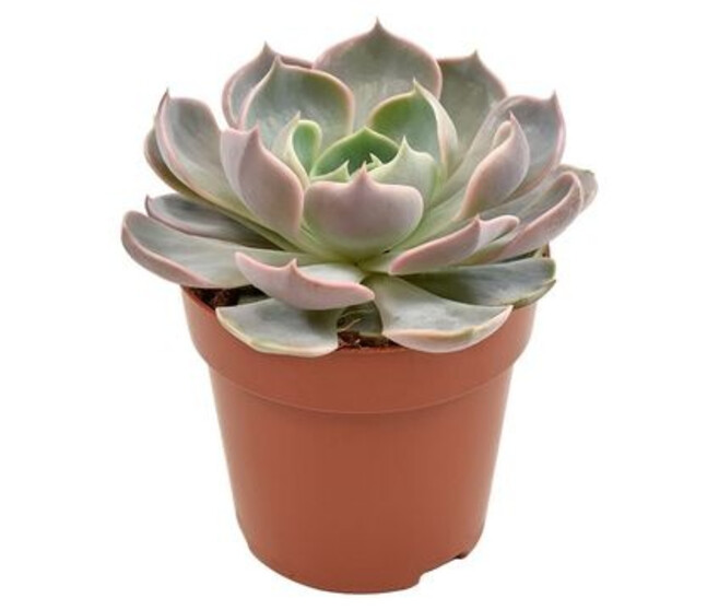 ECHEVERIA LOTUS