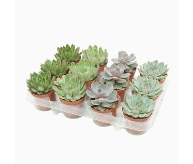 ECHEVERIA VARIE