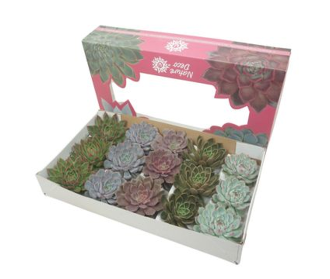 ECHEVERIA COUPE CARTON
