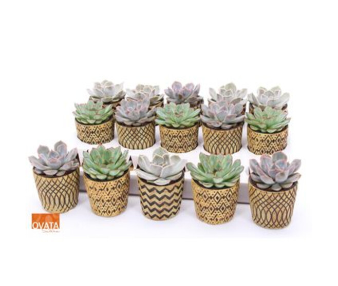 ECHEVERIA CERAM