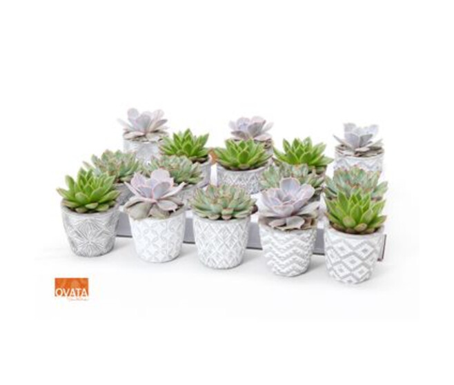ECHEVERIA CERAM