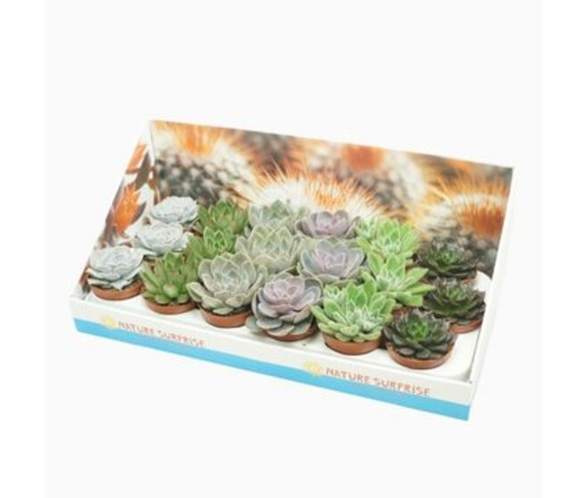 ECHEVERIA VARIE CARTON
