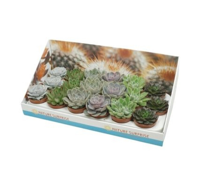 ECHEVERIA VARIE CARTON