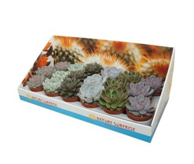 ECHEVERIA VARIE CARTON