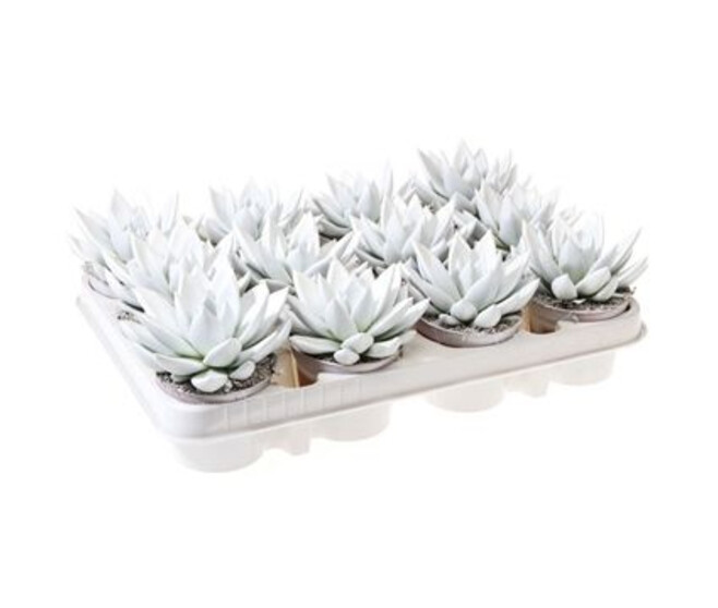 ECHEVERIA TEINTE BLANC