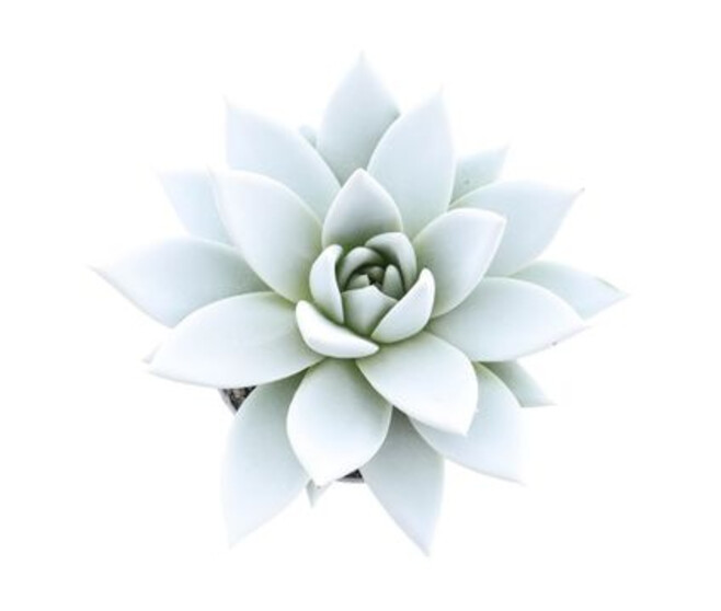 ECHEVERIA TEINTE BLANC