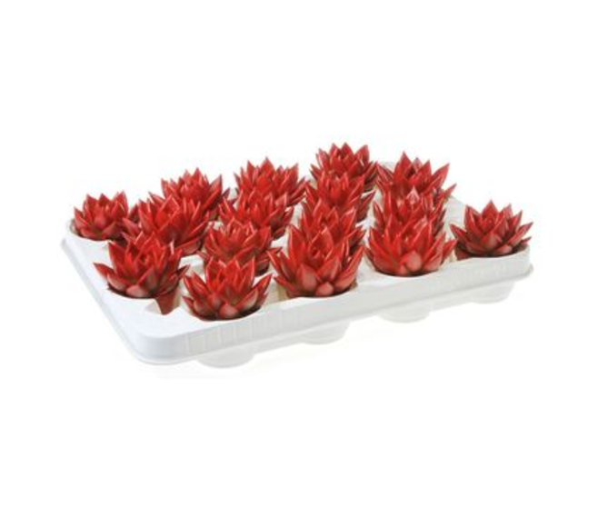 ECHEVERIA TEINTE ROUGE