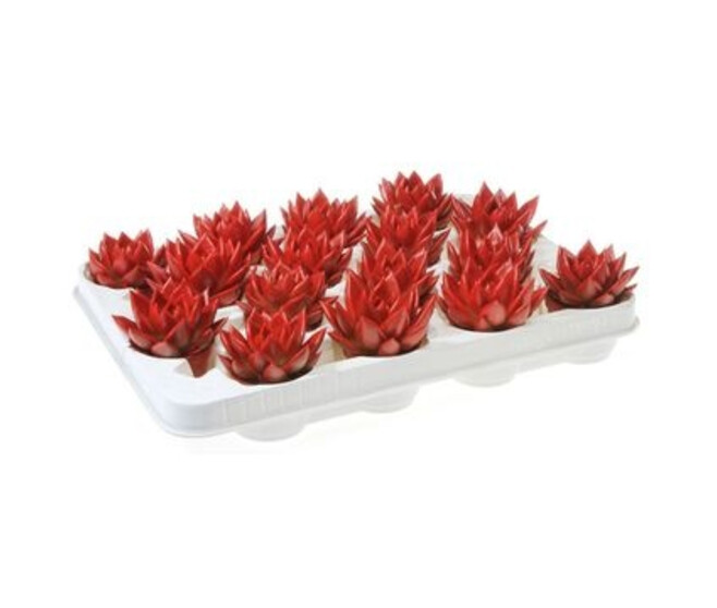 ECHEVERIA TEINTE ROUGE