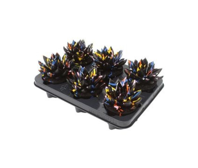 ECHEVERIA TEINTE NOIR SPLASH