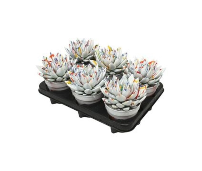 ECHEVERIA TEINTE BLANC SPLASH