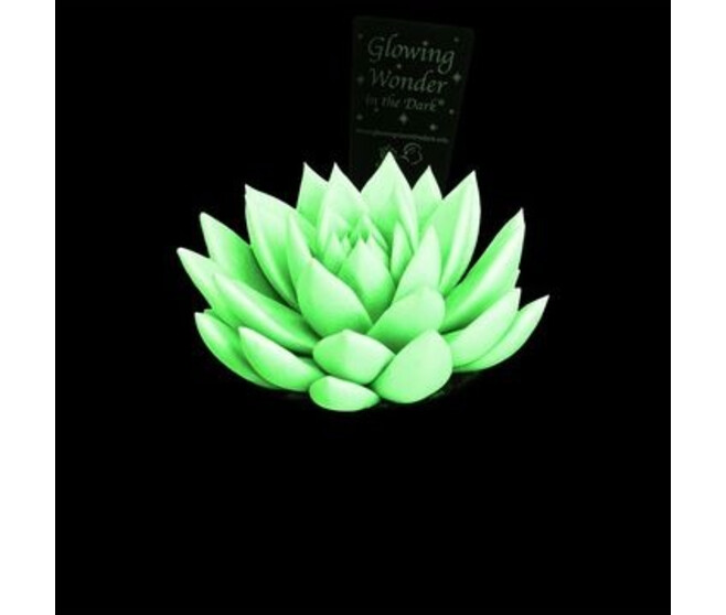 ECHEVERIA TEINTE FLUORESCENT