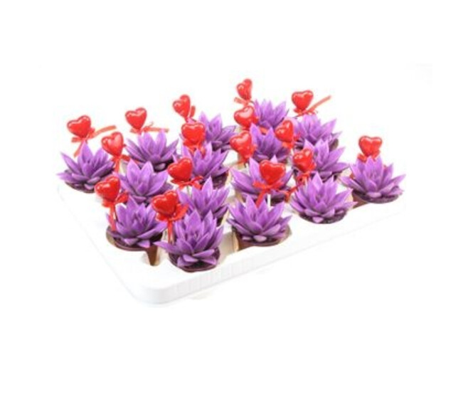 ECHEVERIA TEINTE VIOLET COEUR