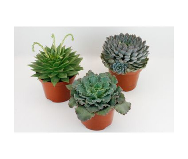 ECHEVERIA VARIE