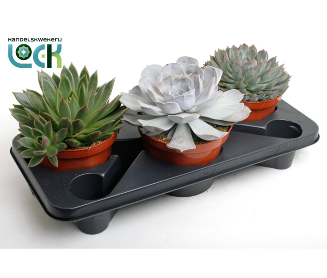ECHEVERIA VARIE