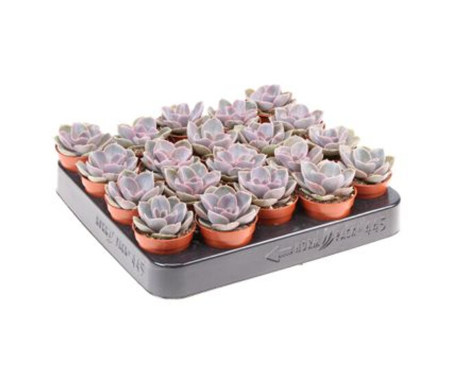 ECHEVERIA PERLE VON NUENBERG