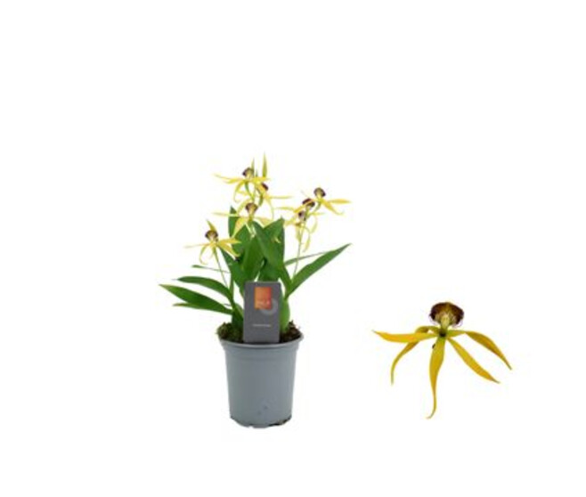 ORCHIDEE ENCYCLIA