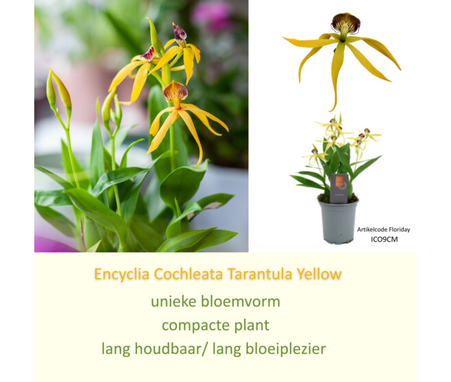 ORCHIDEE ENCYCLIA