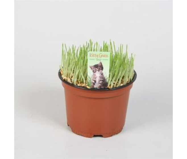HERBE A CHAT