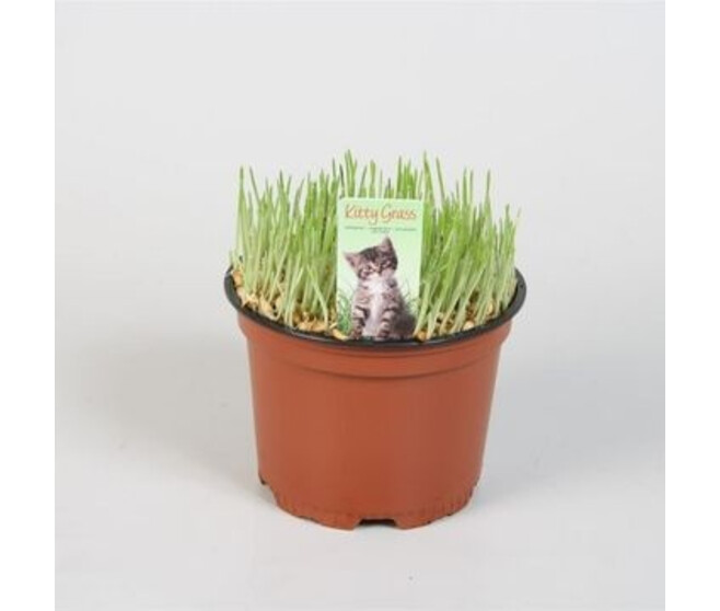HERBE A CHAT