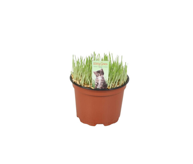 HERBE A CHAT