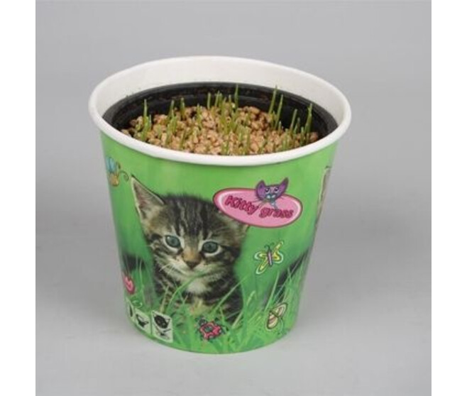 HERBE A CHAT P DECO