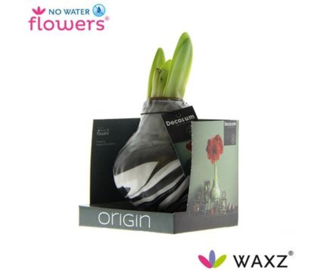 AMARYLLIS 2TIGES CIRE BOITE CARTON