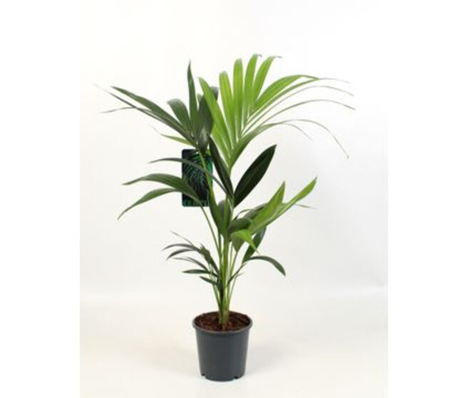 KENTIA FORSTERIANA