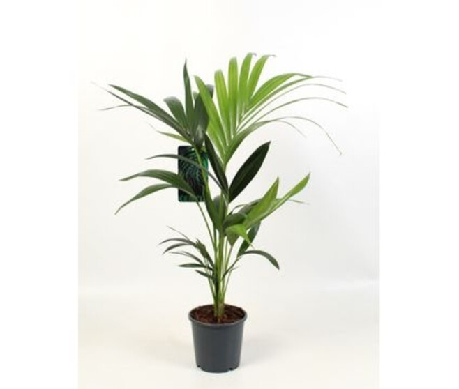 KENTIA FORSTERIANA