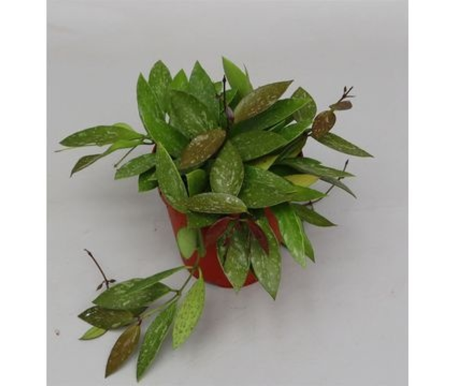 HOYA
