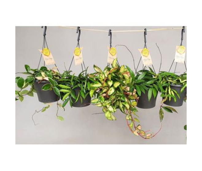 HOYA VARIE SUSP