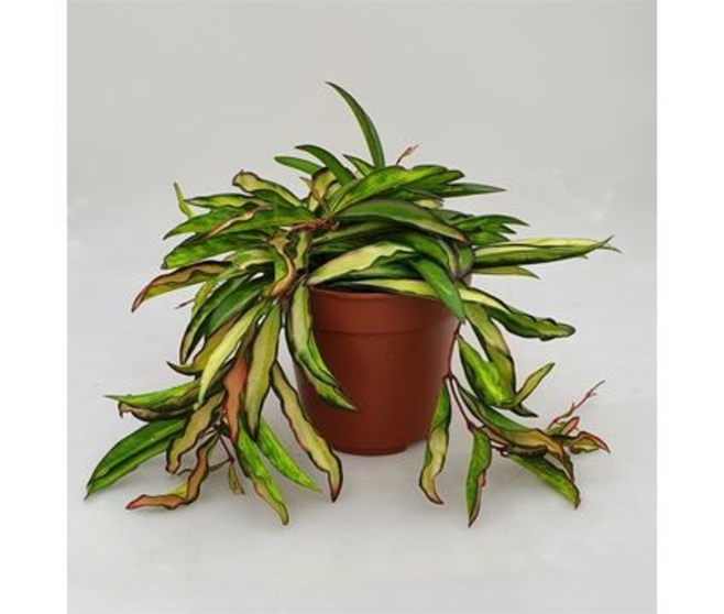 HOYA TRICOLOR