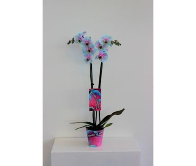 PHALAENOPSIS 2BR TEINTE BLEU ROSE