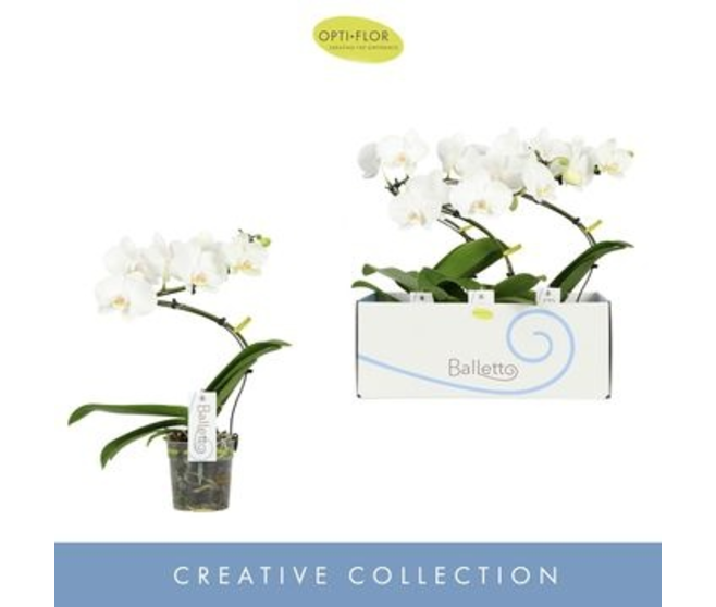 PHALAENOPSIS 1BR BLANC BALLETTO